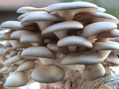 平菇菌墻栽培和脫袋覆土栽培管理